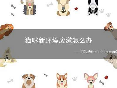 猫咪新环境应激怎么办(猫咪如何减少不适)