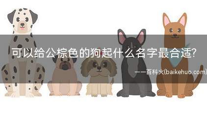 可以给公棕色的狗起什么名字最合适(狗狗的性格取名有哪些)