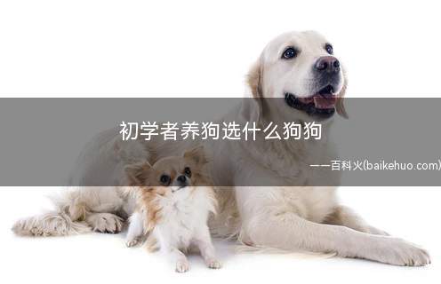 初学者养狗选什么狗狗(新手养狗强烈推荐!泰迪一点都不亏!)