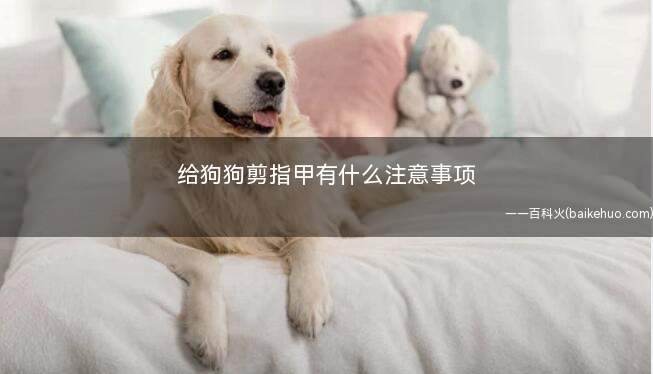 给狗狗剪指甲有什么注意事项(狗狗剪指甲的时机)
