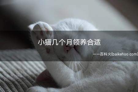 小猫几个月领养合适(小猫出生2个月领养最合适)