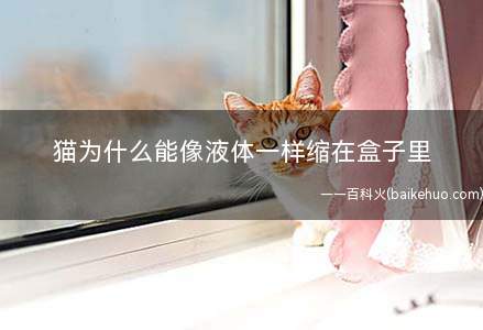 猫为什么能像液体一样缩在盒子里