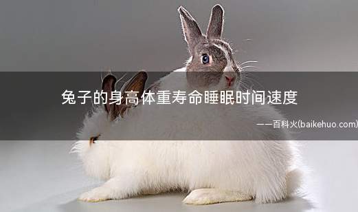 兔子的身高体重寿命睡眠时间速度(兔子睡觉的时间一般不是很长的)