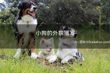 小狗的外貌描写
