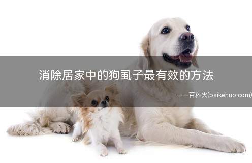 消除居家中的狗虱子最有效的方法(狗狗身上的狗虱子太多怎么办)