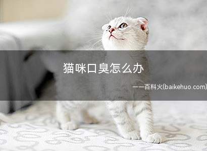 猫咪口臭怎么办