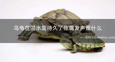 乌龟在温水里待久了张嘴发声是什么(乌龟冬眠不需要水)