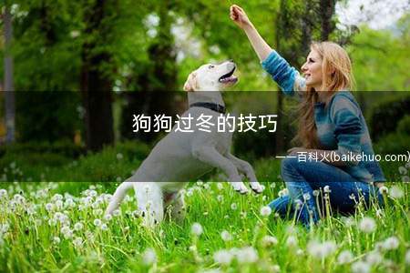 狗狗过冬的技巧
