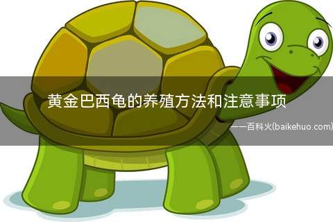 黄金巴西龟的养殖方法和注意事项