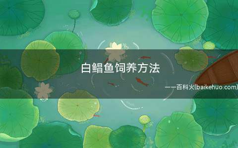 白鲳鱼饲养方法(淡水白鲳越冬期间危害较大的主要是水霉病和小瓜虫病)