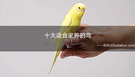 十大适合家养的鸟