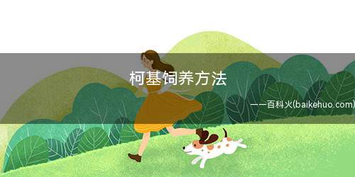 柯基饲养方法(每天给柯基喂食的量要适量)