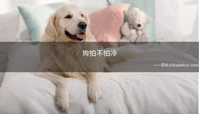 狗怕不怕冷