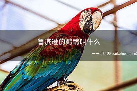 鲁滨逊的鹦鹉叫什么