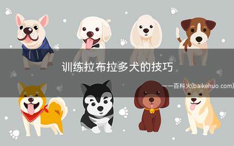 训练拉布拉多犬的技巧(拉布拉多犬的训练方法)