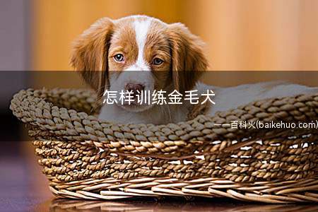 怎样训练金毛犬(同一口令对不同性情的金毛狗狗要采用不同的口气)