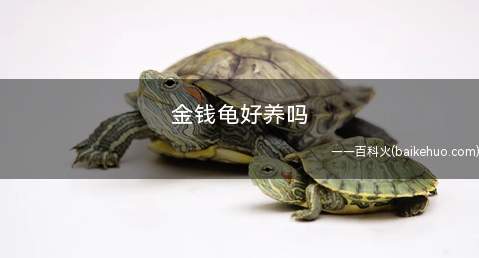 金钱龟好养吗