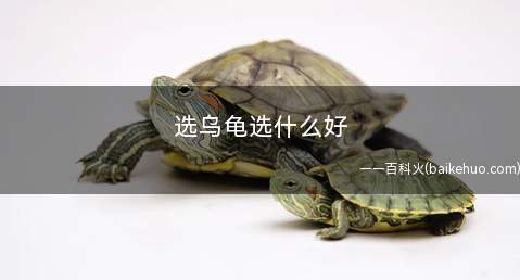 选乌龟选什么好