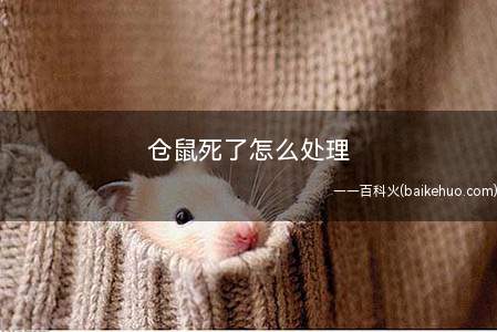 仓鼠死了怎么处理(仓鼠宝宝的10个注意事项)