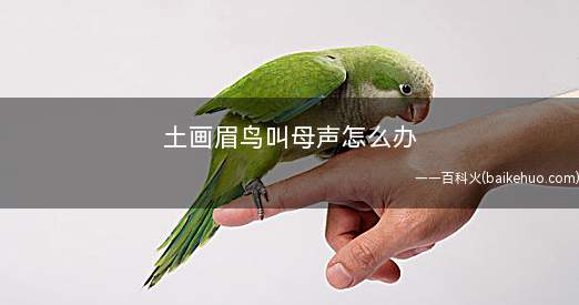 土画眉鸟叫母声怎么办