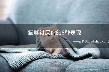 猫咪讨厌你的8种表现(猫咪讨厌铲屎官的主要原因)