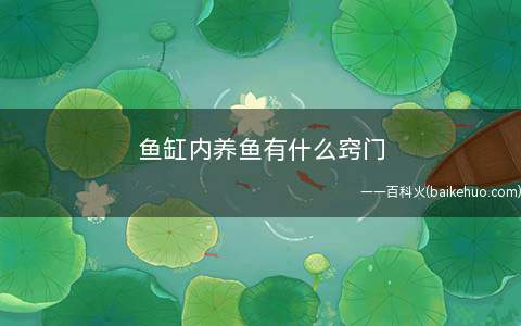 鱼缸内养鱼有什么窍门