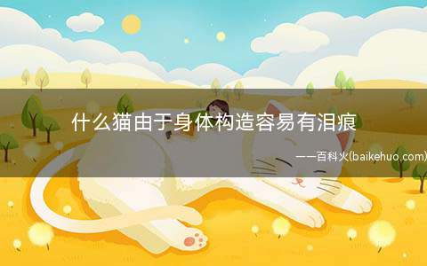 什么猫由于身体构造容易有泪痕(加菲猫容易有泪痕怎么办)