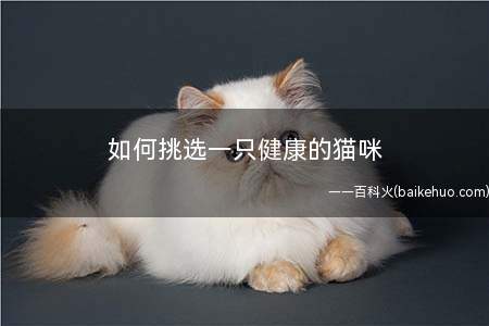 如何挑选一只健康的猫咪(买健康小猫要看精神状态)