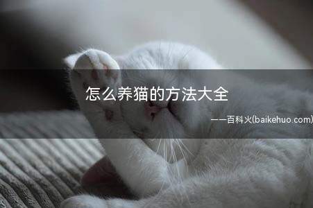 怎么养猫的方法大全(猫咪喂食注意事项)