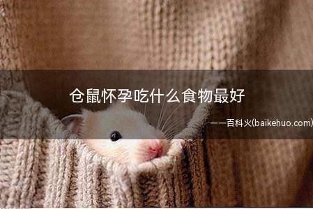 仓鼠怀孕吃什么食物最好