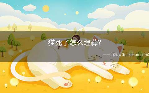 猫死了怎么埋葬(老龄化去世猫咪的方式有哪些)
