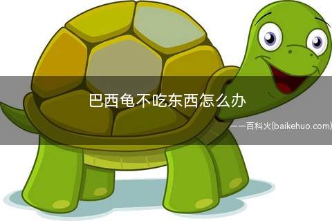 巴西龟不吃东西怎么办