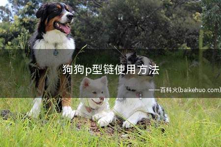 狗狗p型链使用方法(为什么一些狗越是拉紧链子越要猛冲着走路的原因)