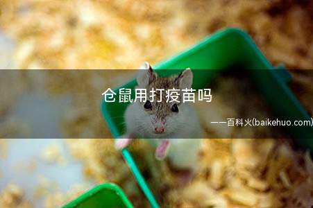 仓鼠用打疫苗吗(仓鼠需要打疫苗吗)