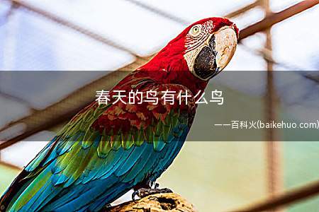 春天的鸟有什么鸟