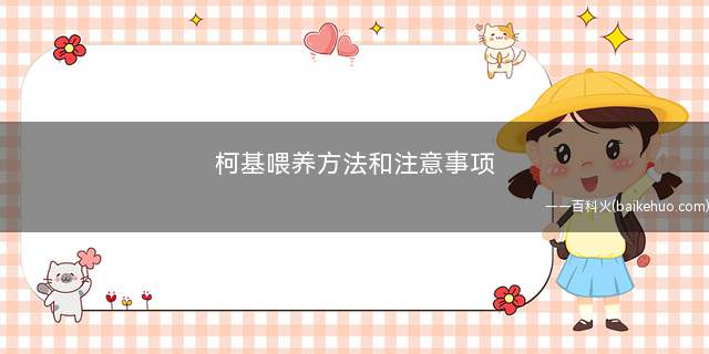 柯基喂养方法和注意事项(柯基狗狗什么能吃)
