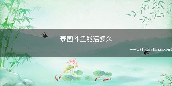 泰国斗鱼能活多久