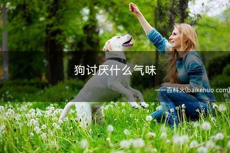 狗讨厌什么气味
