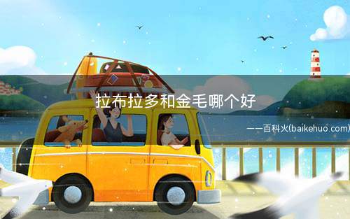 拉布拉多和金毛哪个好(金毛和拉布拉多的区别)