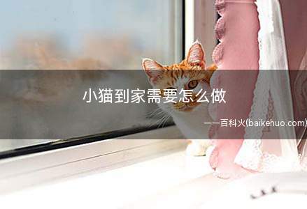 小猫到家需要怎么做