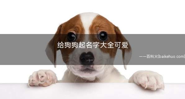 给狗狗起名字大全可爱
