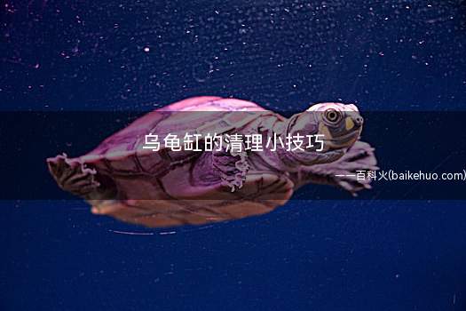 乌龟缸的清理小技巧