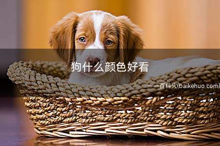 狗什么颜色好看