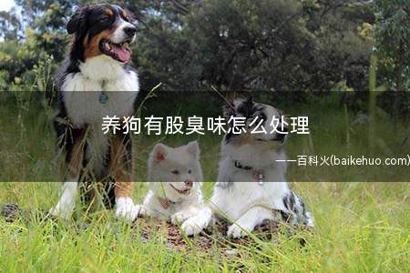 养狗有股臭味怎么处理