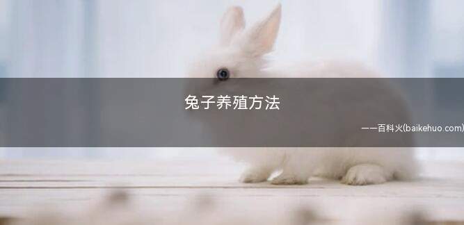 兔子养殖方法(养殖兔子需要注意什么)