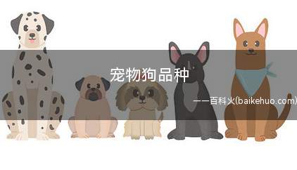 宠物狗品种