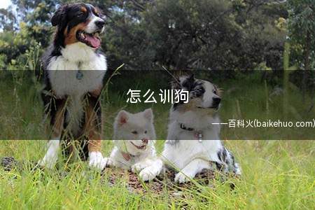 怎么训狗(幼犬的教养法则有哪些)