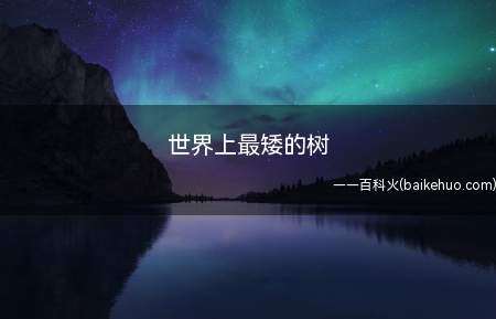 世界上最矮的树(世界上最矮的树是矮柳吗?)