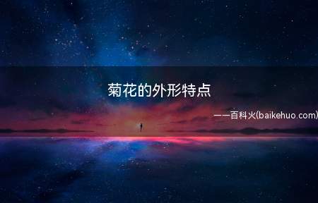 菊花的外形特点(菊花的外观特点如下_宠物频道)