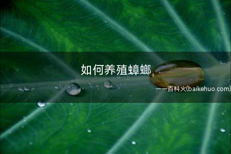 如何养殖蟑螂(蟑螂的环境饮食卫生,防天敌即在养殖过程中注意防止天敌入侵)